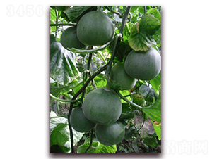 ���-��ϷN��-�����S��