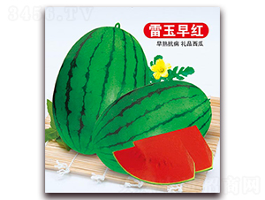 ������t-���ϷN��-����N�I(y��)