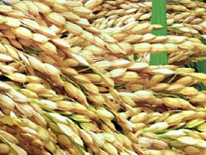 �r(n��ng)��15̖-ˮ���N��-���ƷN�I(y��)