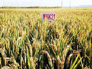 ����K21-ˮ���N��-���ƷN�I(y��)