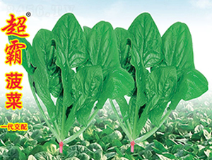 ���Բ���-���˷N��-�f�r�߿�