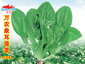 �f�r�������-���˷N��-�f�r�߿�