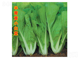 �����SС�ײ�-С�ײ˷N��-�f�r�߿�