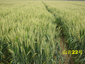 ɽ�r(n��ng)22̖-С���N��-����N�I(y��)