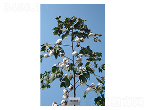 �y�d��8̖-�޻��N��-����N�I(y��)