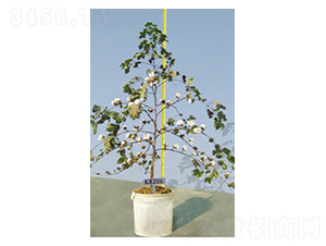 KRZ06-�޻��N��-����N�I(y��)