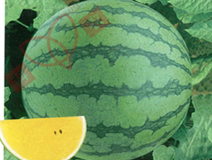 ������-���ϷN��-���r(n��ng)�N�I(y��)