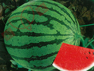 С����-���ϷN��-���r(n��ng)�N�I(y��)