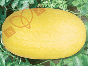 �t����-���ϷN��-���r(n��ng)�N�I(y��)