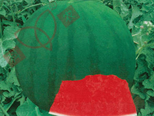 ���r(n��ng)�o��һ̖-���ϷN��-���r(n��ng)�N�I(y��)