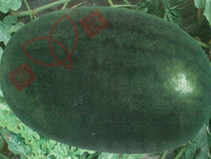 �_��������-���ϷN��-���r(n��ng)�N�I(y��)