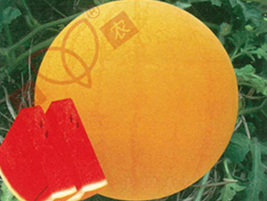 �t̫ꖼtȿ-���ϷN��-���r(n��ng)�N�I(y��)