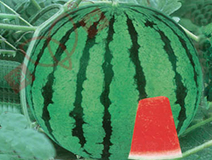 ���r(n��ng)�p��-���ϷN��-���r(n��ng)�N�I(y��)