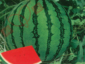 ���r(n��ng)��-���ϷN��-���r(n��ng)�N�I(y��)