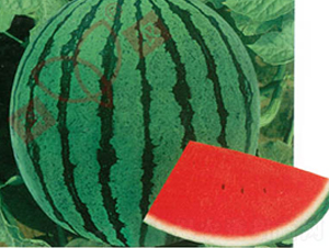 ���r(n��ng)��̖-���ϷN��-���r(n��ng)�N�I(y��)