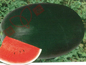 ���r(n��ng)��̖-���ϷN��-���r(n��ng)�N�I(y��)