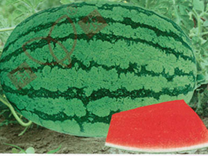 �ތ���̖-���ϷN��-���r(n��ng)�N�I(y��)