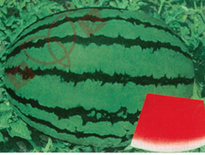 �Ї��r(n��ng)-���ϷN��-���r(n��ng)�N�I(y��)