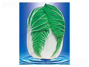 ˮ���I19̖-�ײ˷N��-ˮ���I