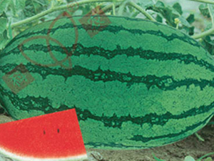 ���r(n��ng)����-���ϷN��-���r(n��ng)�N�I(y��)