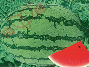 ���r(n��ng)��̖-���ϷN��-���r(n��ng)�N�I(y��)