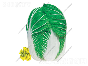 ��M�@-�ײ˷N��-ˮ���I