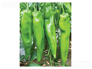 �x��318-�����N��-�x���