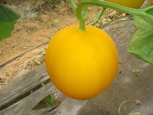 �����ձ�ɯ��-��ϷN��-Ǭ���N�I(y��)