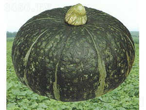 �����Ϲ�-�ϹϷN��-��̩�_(d��)