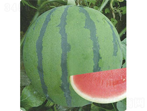 ����������-���ϷN��-��̩�_(d��)