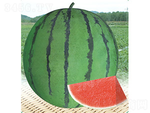 ����2̖(h��o)-���ϷN��-��̩�_(d��)