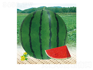 ̩����̖(h��o)-���ϷN��-��̩�_(d��)