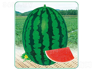 �XԴ����һ̖(h��o)-���ϷN��-��̩�_(d��)