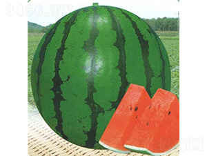 ��������-���ϷN��-��̩�_(d��)