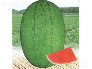 �G������-���ϷN��-��̩�_(d��)