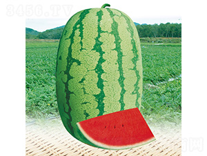 �\�Aһ̖(h��o)����-���ϷN��-��̩�_(d��)