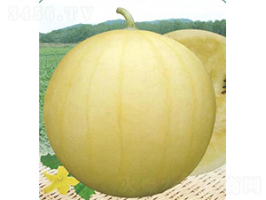 ��ͯ-���ϷN��-��̩�_(d��)