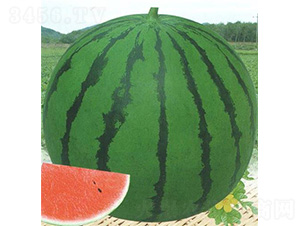 ��������-���ϷN��-��̩�_(d��)