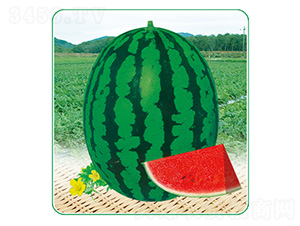 �A����̖(h��o)-���ϷN��-��̩�_(d��)