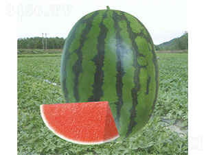 �A�۶�̖(h��o)����-���ϷN��-��̩�_(d��)