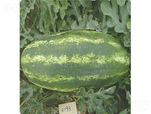 ����һ̖(h��o)-���ϷN��-��̩�_(d��)