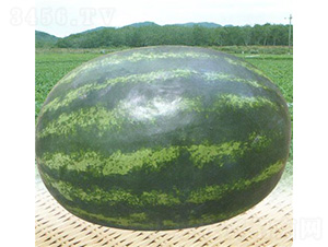 ������̖(h��o)-���ϷN��-��̩�_(d��)