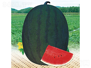 ��������-���ϷN��-��̩�_(d��)