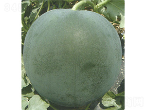 �ڼ�������-���ϷN��-��̩�_(d��)