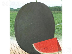 �ڱ�����-���ϷN��-��̩�_(d��)