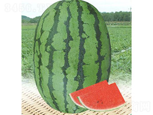 �߿���������-���ϷN��-��̩�_(d��)