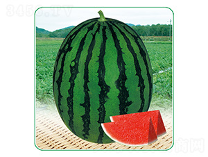 ����һ̖(h��o)-���ϷN��-��̩�_(d��)