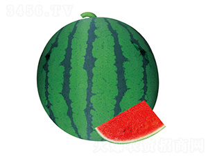 �S��4̖-���ϷN��-��̩�_