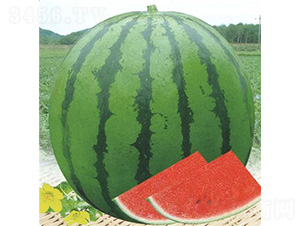 �S��3̖����-���ϷN��-��̩�_