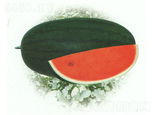 ���������-���ϷN��-��̩�_